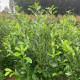 Prunus Laurocerasus - Laurier Legend