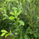 Prunus Laurocerasus - Laurier Legend