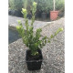 Ilex grenata Green Hedge