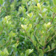 Ilex grenata Green Hedge