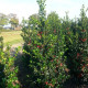 Ilex Meservea 'Heckenfee' - pikloze hulst
