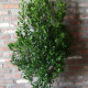 Ilex Meservea 'Heckenfee' - pikloze hulst