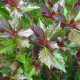 Ilex Meservea 'Heckenfee' - pikloze hulst