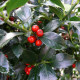Ilex Meservea 'Heckenfee' - pikloze hulst