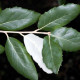Kurkeik-Quercus Suber