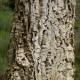 Kurkeik-Quercus Suber