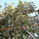 Kurkeik-Quercus Suber