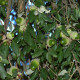 Kurkeik-Quercus Suber