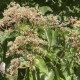Bijenboom - Tetradium Danielli 