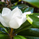 Wintergroene magnolia - Magnolia grandiflora 'Galissoniere'