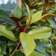 Wintergroene magnolia - Magnolia grandiflora 'Galissoniere'