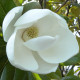 Wintergroene magnolia - Magnolia grandiflora 'Galissoniere'