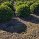 Bolvorm Portugese laurier -  prunus lucitanica 'Angustifolia'
