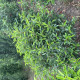 Bolvorm Portugese laurier -  prunus lucitanica 'Angustifolia'