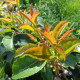 Leivorm  Grootbladige portugese laurier - Prunus Lucitanica Azorica Tico