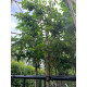 Leivorm  Grootbladige portugese laurier - Prunus Lucitanica Azorica Tico