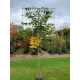 Leivorm  Grootbladige portugese laurier - Prunus Lucitanica Azorica Tico