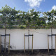 Leivorm  Grootbladige portugese laurier - Prunus Lucitanica Azorica Tico