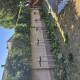 Leivorm  Grootbladige portugese laurier - Prunus Lucitanica Azorica Tico