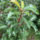 Portugese Laurier - Prunus  Brenelia ® '
