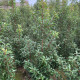 Portugese Laurier - Prunus  Brenelia ® '