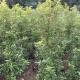 Portugese Laurier - Prunus  Brenelia ® '