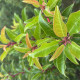 Portugese Laurier - Prunus  Brenelia ® '