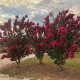 Meerstammige Lagerstroemia - Lagerstroemia Tuscarora