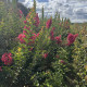 Meerstammige Lagerstroemia - Lagerstroemia Tuscarora
