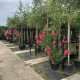 Meerstammige Lagerstroemia - Lagerstroemia Tuscarora