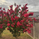Meerstammige Lagerstroemia - Lagerstroemia Tuscarora