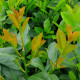 Laurier Etna - Prunus lauroseracus 'Etna' 