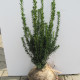Taxus Media 'hillii'  (zonder besjes)