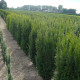 Taxus Media 'hillii'  (zonder besjes)