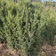 Taxus Media 'hillii'  (zonder besjes)