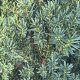 Taxus Media 'hillii'  (zonder besjes)
