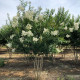 Lagerstroemia indica ‘Sarah’s Favorite’- multistam