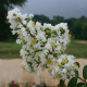 Lagerstroemia indica ‘Sarah’s Favorite’- multistam