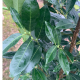 Laurier- Prunus Laurocerasus ‘ Elly Verstra’ 