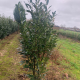 Laurier- Prunus Laurocerasus ‘ Elly Verstra’ 