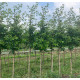Hoogstam - Prunus Lucitanica Azorica Tico (Ybrazo01) - Grootbladige Portugese laurier