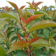 Hoogstam - Prunus Lucitanica Azorica Tico (Ybrazo01) - Grootbladige Portugese laurier