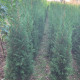 Leylandii ‘Bleu jeans’