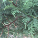 Leylandii ‘Bleu jeans’