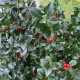 Ilex Nelly Stevens - Besdragende hulst