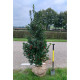 Ilex Nelly Stevens - Besdragende hulst