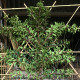 Leivorm Portugese laurier - Prunus Lucitanica ‘Brenelia’ ®