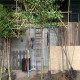 Leivorm Portugese laurier - Prunus Lucitanica ‘Brenelia’ ®