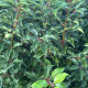 Leivorm Portugese laurier - Prunus Lucitanica ‘Brenelia’ ®