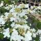 Zuilvorm sneeuwbal-viburnum Kilimanjaro 